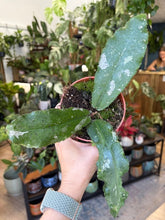 Kép betöltése a galériamegjelenítőbe: Hoya undulata splash 4.
