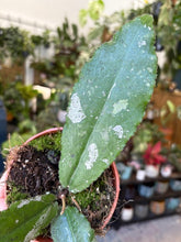Kép betöltése a galériamegjelenítőbe: Hoya undulata splash 4.
