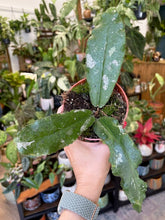 Kép betöltése a galériamegjelenítőbe: Hoya undulata splash 4.
