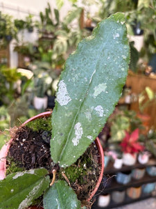 Hoya undulata splash 4.