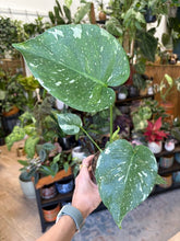 Kép betöltése a galériamegjelenítőbe: Monstera deliciosa “Thai constellation&quot; - Tropical Home 
