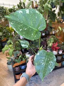 Monstera deliciosa “Thai constellation" - Tropical Home 