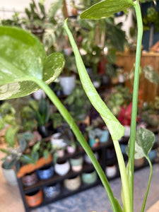 Monstera deliciosa “Thai constellation" - Tropical Home 