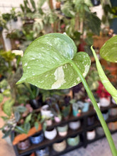 Kép betöltése a galériamegjelenítőbe: Monstera deliciosa “Thai constellation&quot; - Tropical Home 
