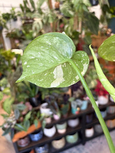 Monstera deliciosa “Thai constellation" - Tropical Home 