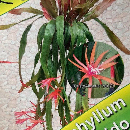 Epiphyllum hibrid 198-20 - Saját szaporítás