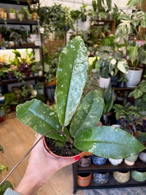 Hoya undulata splash 5.