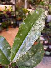 Kép betöltése a galériamegjelenítőbe: Hoya undulata splash 5.

