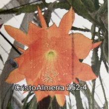 Kép betöltése a galériamegjelenítőbe: Epiphyllum hibrid 252-4 - Saját szaporítás
