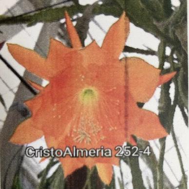 Epiphyllum hibrid 252-4 - Saját szaporítás