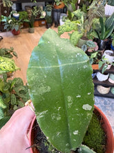 Kép betöltése a galériamegjelenítőbe: Hoya undulata splash 5.
