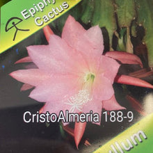 Kép betöltése a galériamegjelenítőbe: Epiphyllum hibrid 188-9 - Saját szaporítás
