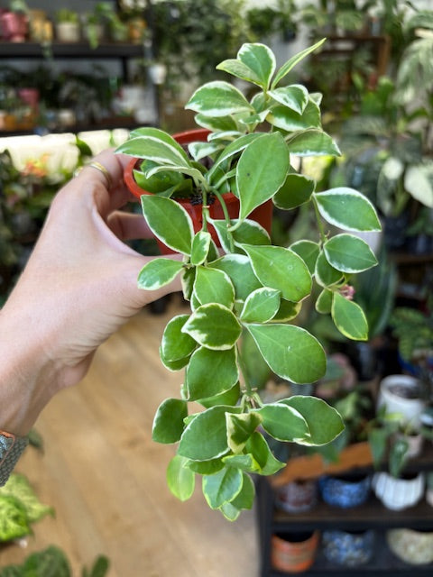Hoya heuschkeliana albomarginata 1. - Saját szaporítás