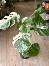 Kép betöltése a galériamegjelenítőbe: Monstera deliciosa albo variegata 21cm 3.
