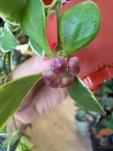 Hoya heuschkeliana albomarginata 1. - Saját szaporítás
