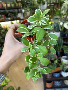 Hoya heuschkeliana albomarginata 1. - Saját szaporítás