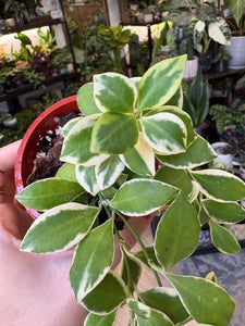 Hoya heuschkeliana albomarginata 1. - Saját szaporítás