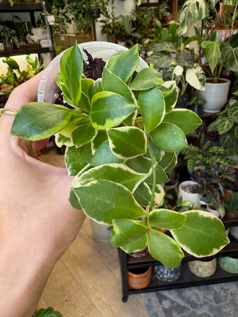 Hoya heuschkeliana albomarginata 2. - Saját szaporítás