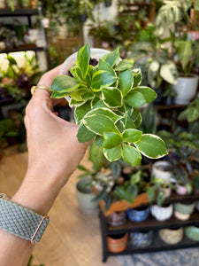 Hoya heuschkeliana albomarginata 2. - Saját szaporítás