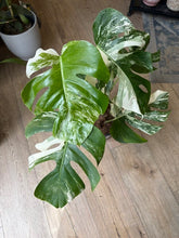 Kép betöltése a galériamegjelenítőbe: Monstera deliciosa albo variegata 21cm 4.
