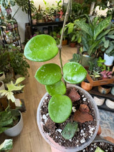 Kép betöltése a galériamegjelenítőbe: Mini Hoya duo (Hoya "Mathilde" és Hoya heuschkeliana variegata)
