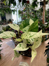 Kép betöltése a galériamegjelenítőbe: Epipremnum aureum &quot;Snow queen&quot; - Saját szaporítás - Tropical Home 
