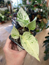 Kép betöltése a galériamegjelenítőbe: Epipremnum aureum &quot;Snow queen&quot; - Saját szaporítás - Tropical Home 
