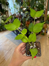 Kép betöltése a galériamegjelenítőbe: Hoya polyneura  (2 ágas) - Viaszvirág - Fishtail hoya - Tropical Home 

