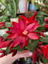 Kép betöltése a galériamegjelenítőbe: Rhipsalidopsis - Húsvéti kaktusz, két színben - Easter cactus - Tropical Home 

