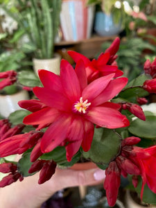 Rhipsalidopsis - Húsvéti kaktusz, két színben - Easter cactus - Tropical Home 