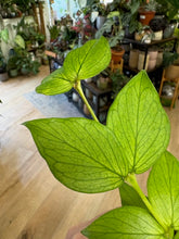 Kép betöltése a galériamegjelenítőbe: Hoya polyneura  (2 ágas) - Viaszvirág - Fishtail hoya - Tropical Home 
