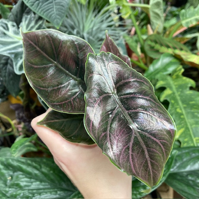 Alocasia azlanii - Tropical Home 