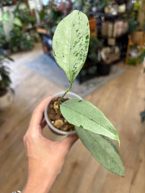 Hoya coriacea silver - Saját szaporítás