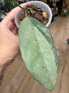 Hoya coriacea silver - Saját szaporítás