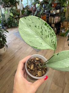 Hoya coriacea silver - Saját szaporítás