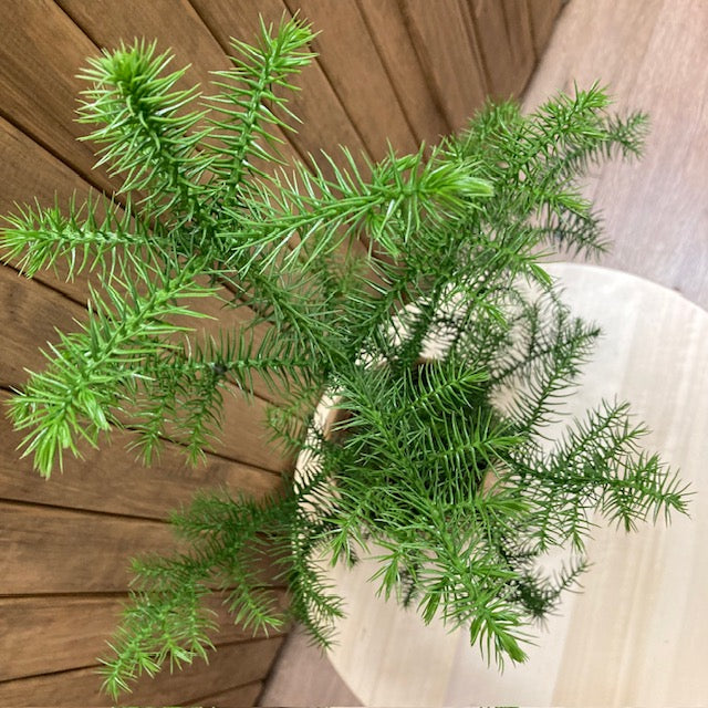 Araucaria heterophylla - Szobafenyő - Norfolk Island Pine - Tropical Home 