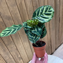 Kép betöltése a galériamegjelenítőbe: Calathea Makoyana - Pávás zebralevél - Peacock plant - Tropical Home 
