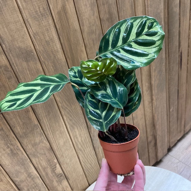 Calathea Makoyana - Pávás zebralevél - Peacock plant - Tropical Home 