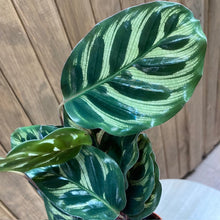 Kép betöltése a galériamegjelenítőbe: Calathea Makoyana - Pávás zebralevél - Peacock plant - Tropical Home 
