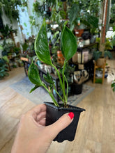 Kép betöltése a galériamegjelenítőbe: Epipremnum aureum &quot;Shangri la&quot;
