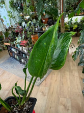 Kép betöltése a galériamegjelenítőbe: Epipremnum aureum &quot;Shangri la&quot;
