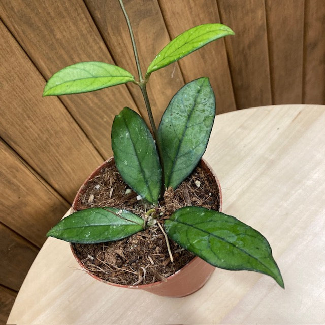 Hoya crassipetiolata - Tropical Home 
