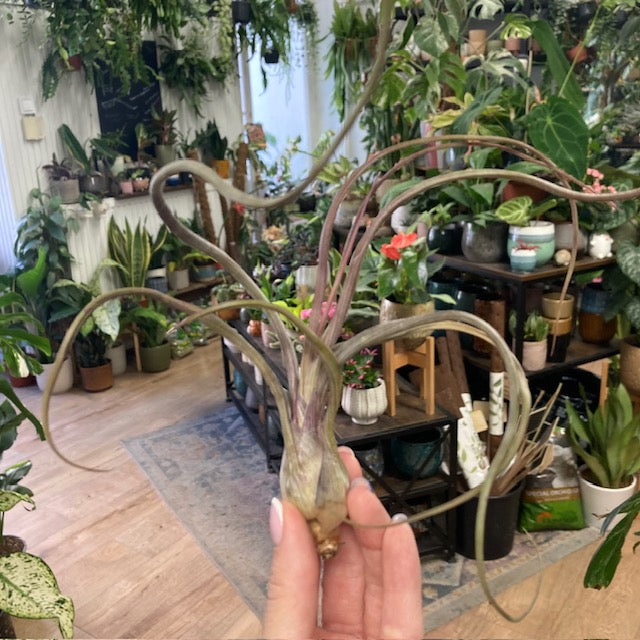 Tillandsia pseudobaileyi - Air plant