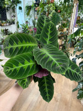 Kép betöltése a galériamegjelenítőbe: Calathea warscewiczii (Goeppertia warscewiczii) - Jungle velvet prayer plant
