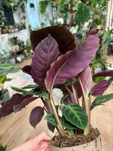 Kép betöltése a galériamegjelenítőbe: Calathea warscewiczii (Goeppertia warscewiczii) - Jungle velvet prayer plant
