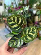 Kép betöltése a galériamegjelenítőbe: Calathea makoyana 7cm - Pávás zebralevél - Peacock plant
