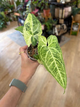 Kép betöltése a galériamegjelenítőbe: Syngonium batik variegata  - Saját szaporítás
