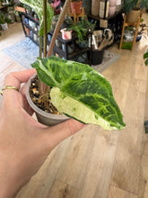 Kép betöltése a galériamegjelenítőbe: Syngonium batik variegata  - Saját szaporítás
