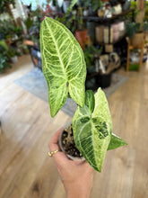 Kép betöltése a galériamegjelenítőbe: Syngonium batik variegata  - Saját szaporítás
