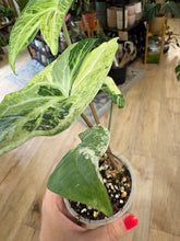 Kép betöltése a galériamegjelenítőbe: Syngonium batik variegata  - Saját szaporítás
